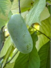 Asiminier, Pawpaw - Asimina triloba Overleese