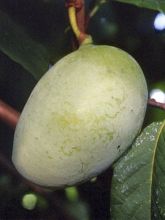 Asiminier, Pawpaw - Asimina triloba Shenandoah