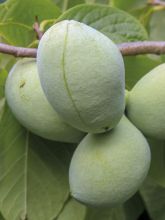 Asimina triloba Susquehanna Peterson Pawpaws