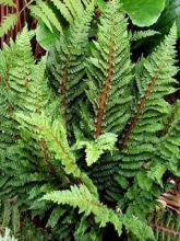 Aspidie à cils raides Congestum - Polystichum setiferum