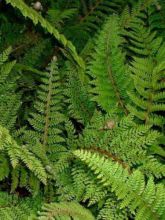 Aspidie à cils raides Herrenhausen - Polystichum setiferum 