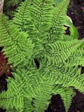 Polystichum setiferum plumosum densum