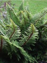 Aspidie à cils raides Proliferum Wollastonii - Polystichum setiferum 