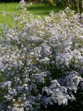 Aster cordifolius Blütenregen - Aster à feuilles en coeur