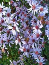 Aster cordifolius Photograph