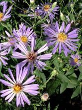 Aster à grandes feuilles 'Twilight'