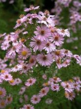 Aster amethystinus Kylie