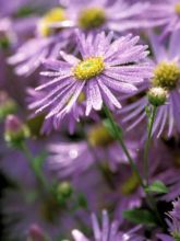 Aster de Frikart 'Mönch'