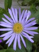 Aster frikartii Wunder von Stäfa