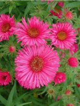 Aster de la Nouvelle-Angleterre 'Andenken an. Alma Pötschke'