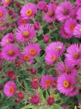 Aster novae-angliae Andenken an Paul Gerber