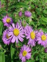 Aster de la Nouvelle-Angleterre 'Barr's Blue'