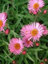 Aster novae-angliae Barr's Pink - Grand aster d'automne