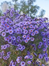 Aster de la Nouvelle-Angleterre 'Guido en Gezelle '