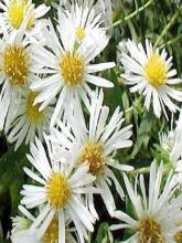 Aster Herbstschnee Miracle blanc