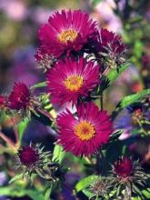 Aster de la Nouvelle-Angleterre 'September Ruby'