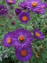 Aster de la Nouvelle-Angleterre 'Violetta'