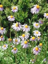 Aster tongolensis Berggarten - Aster de Printemps