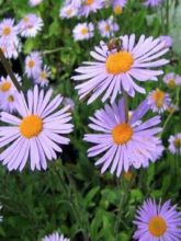 Aster de printemps 'Wartburgstern'