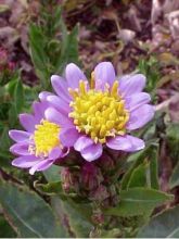 Aster de Tartarie 'Jindai'