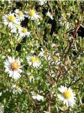 Aster ericoides Golden Spray