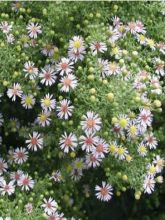 Aster ericoïdes Lovely - Aster à feuilles de bruyère