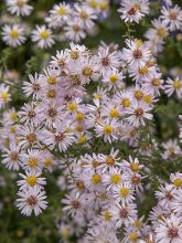 Aster ericoïdes Pink Cloud