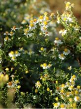 Aster ericoides 'Schneetanne'