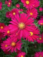 Aster grand d'automne 'Crimson Brocade'