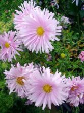 Aster grand d'automne 'Fellowship'