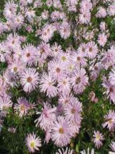 Aster novi-belgii Flamingo - Aster grand d’automne