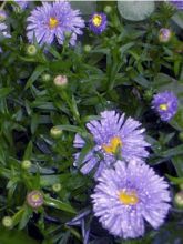 Aster grand d'automne 'Marie Ballard'