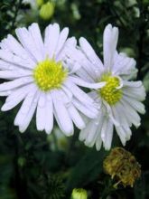 Aster novi-belgii Porzellan - Aster grand d'automne blanc bleuté