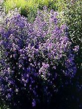 Aster novi-belgii Reitlingstal - Aster grand d’automne