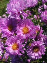 Aster novi-belgii Rosenponpon - Aster grand d’automne