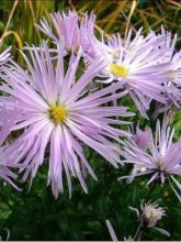 Aster Rosenquarz - Aster grand d'automne.