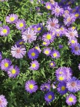 Aster novi-belgii Schone von Dietlikon - Aster grand d’automne