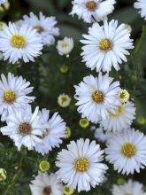 Aster novi-belgii Weisses Wunder - Aster grand d’automne