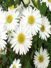 Aster grand d'automne 'White Lady'