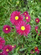 Aster novi-belgii Winston S. Churchill