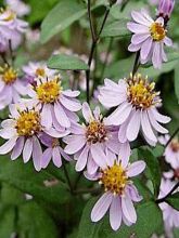 Aster ageratoides Harry Schmidt - Aster nain d'automne