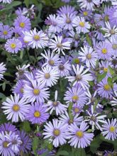 Aster 'JS Bart's Blue Beauty'