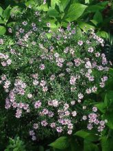 Aster laterifolius Coombe Fishacre - Aster d'automne