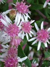 Aster laterifolius 'Horizontalis'