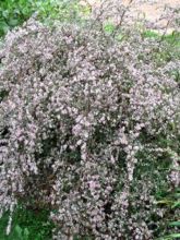 Aster lateriflorus Lady In Black