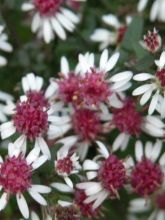 Aster laterifolius 'Prince'