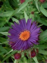 Aster de la Nouvelle-Angleterre 'Purple Dome'