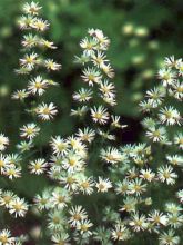 Aster pringlei 'Monte Cassino'