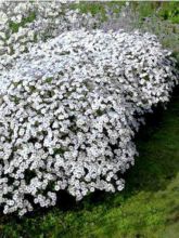 Aster ageratoides Stardust