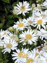 Aster ageratoides Starshine - Aster d'automne